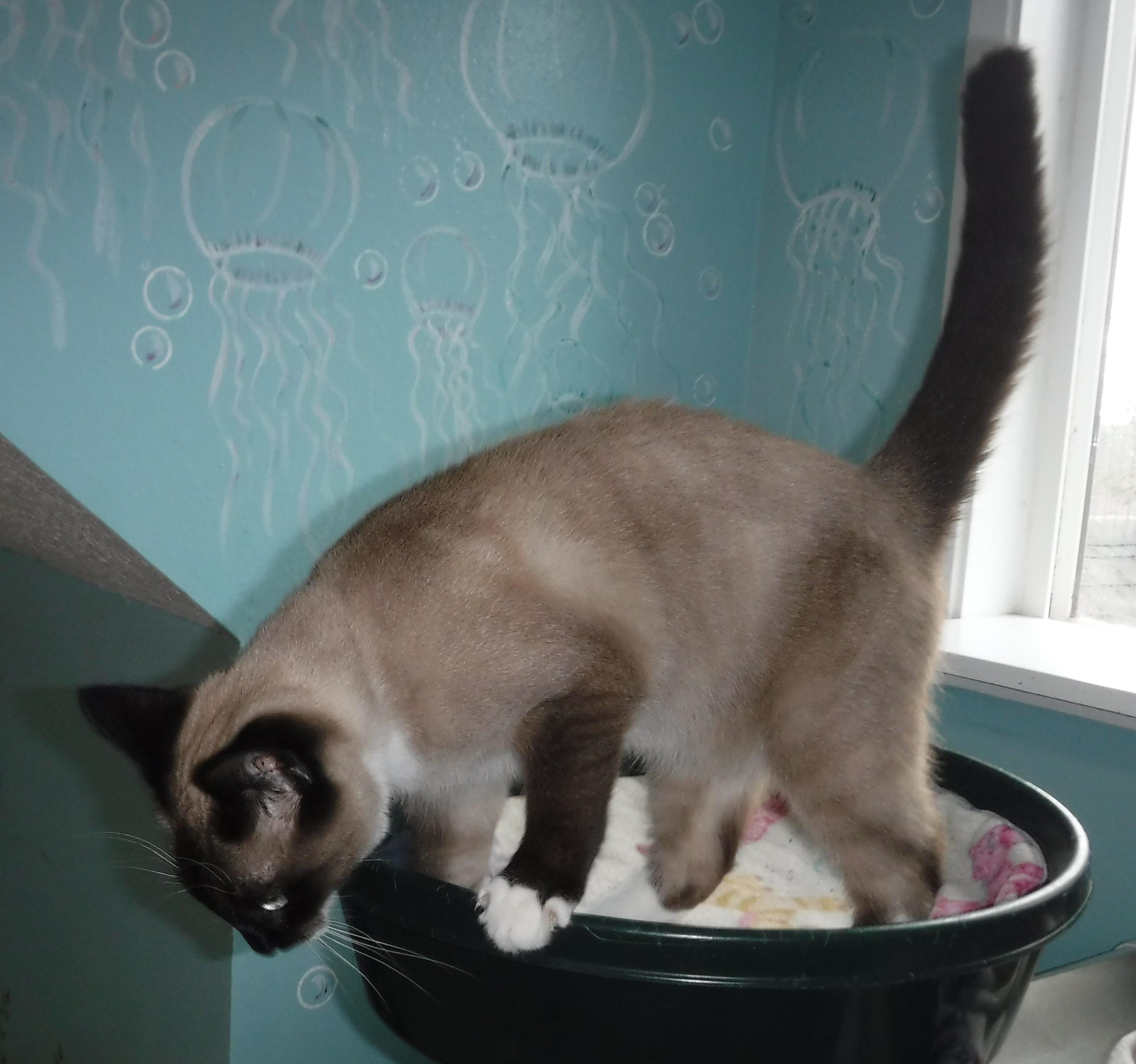 Enlarge Frank - Handsome Snowshoe!, a ADOPTABLE mixed breed in Hoquiam, WA image 4/6