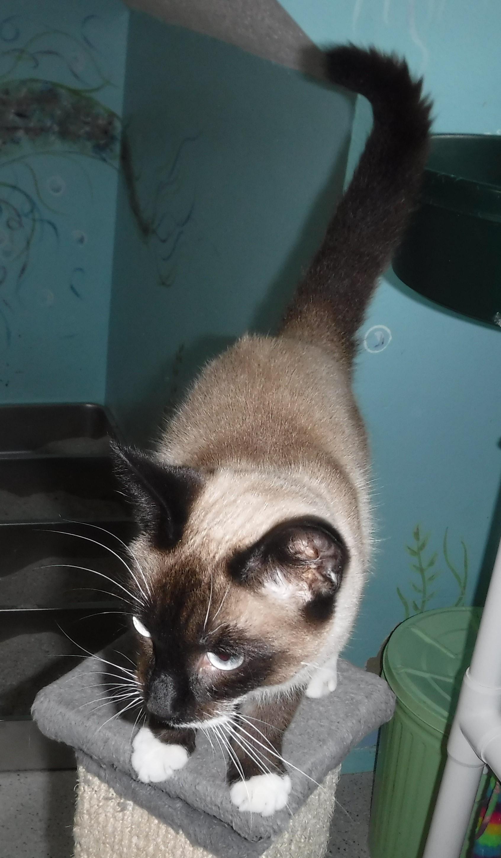 Enlarge Frank - Handsome Snowshoe!, a ADOPTABLE mixed breed in Hoquiam, WA image 5/6