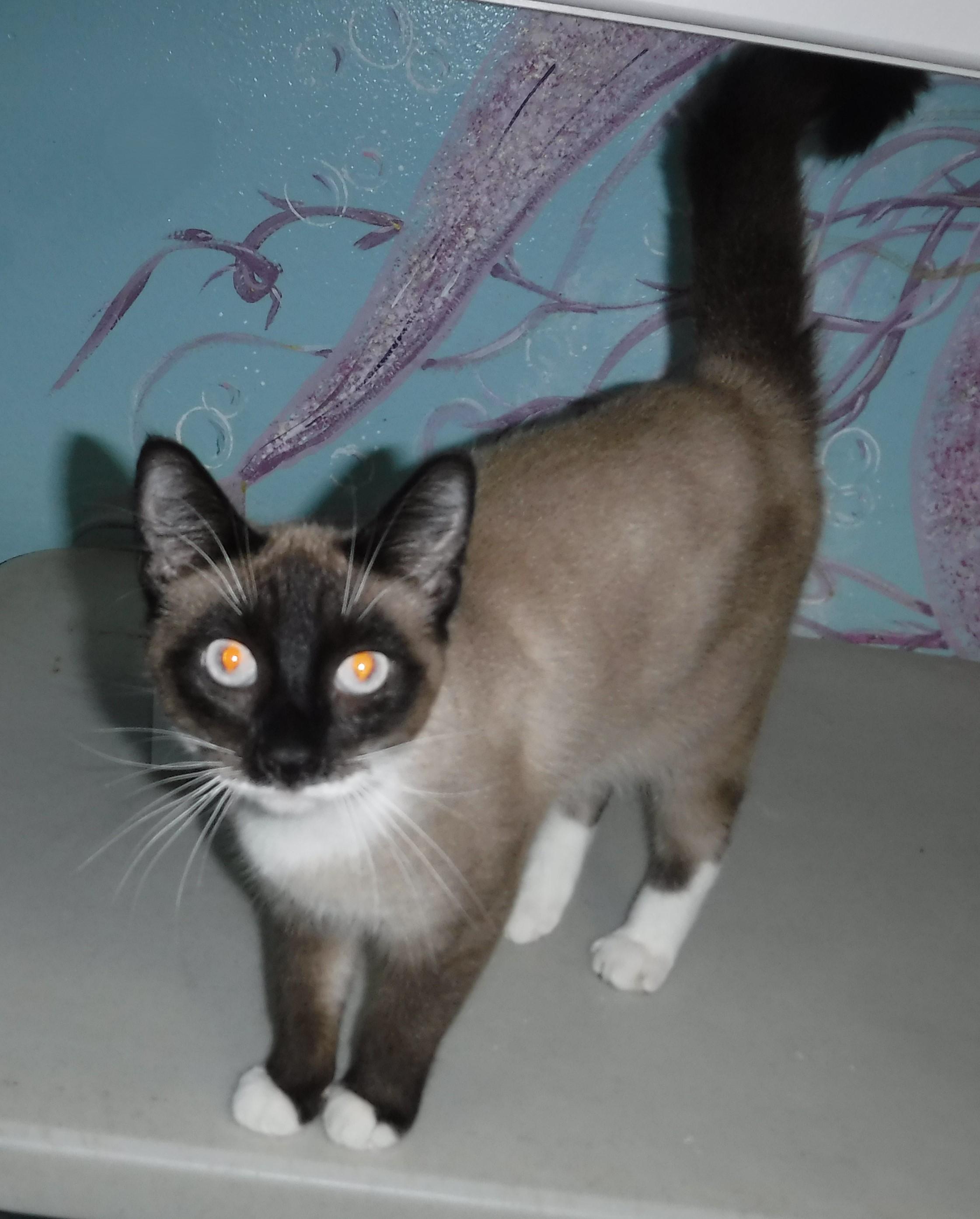 Enlarge Frank - Handsome Snowshoe!, a ADOPTABLE mixed breed in Hoquiam, WA image 6/6