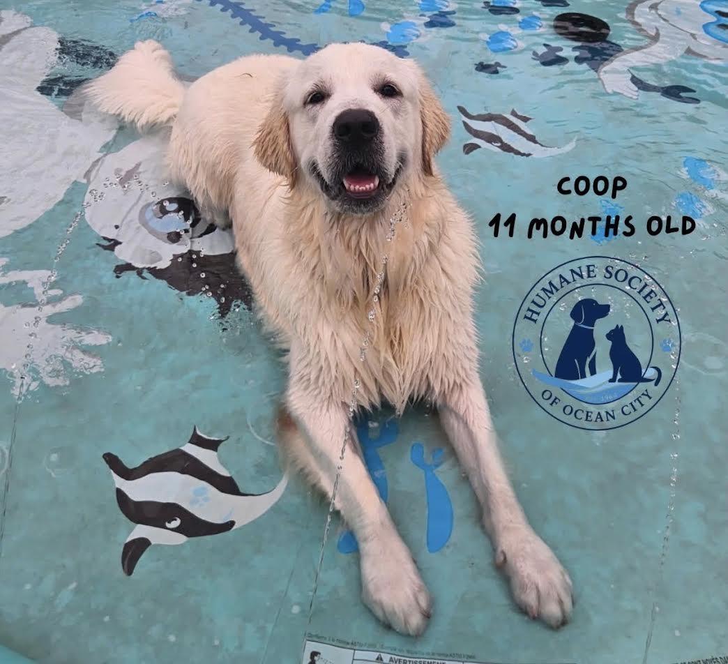 Coop, ADOPTABLE, Young Male Golden Retriever.