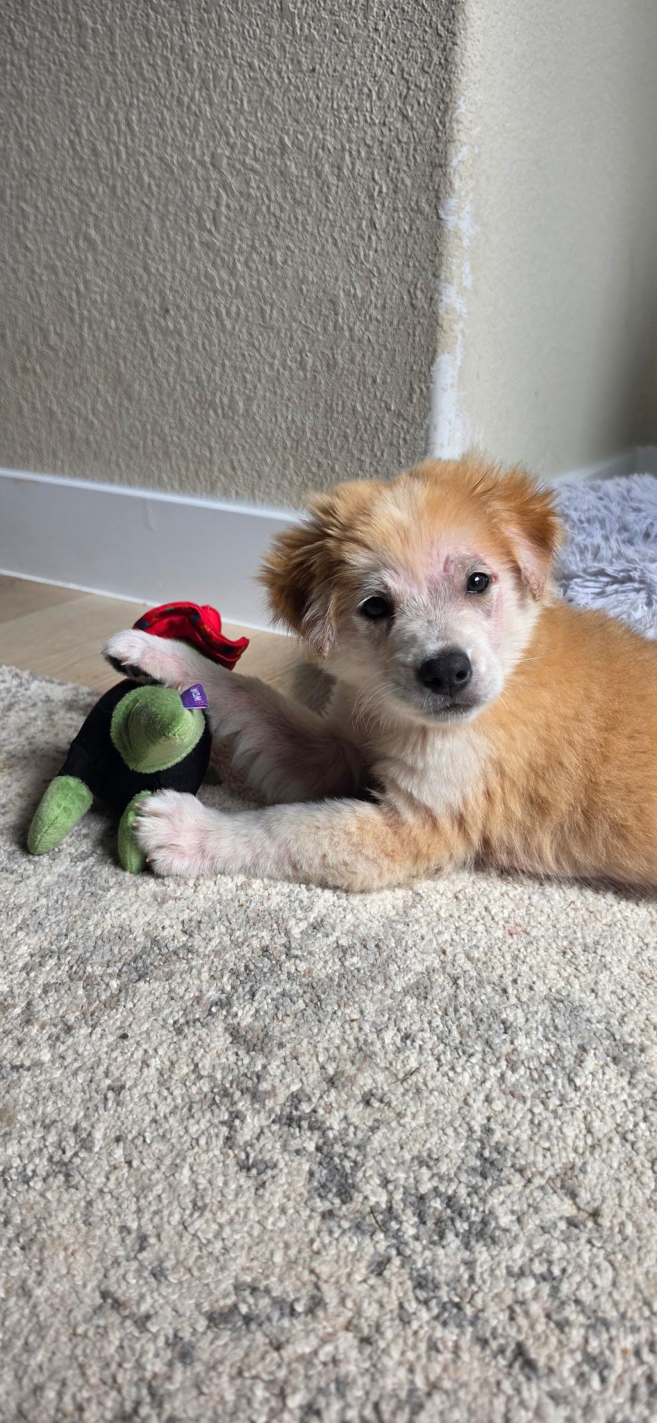 Enlarge Tizzy, an adopted mixed breed in Pflugerville, TX image 5/6