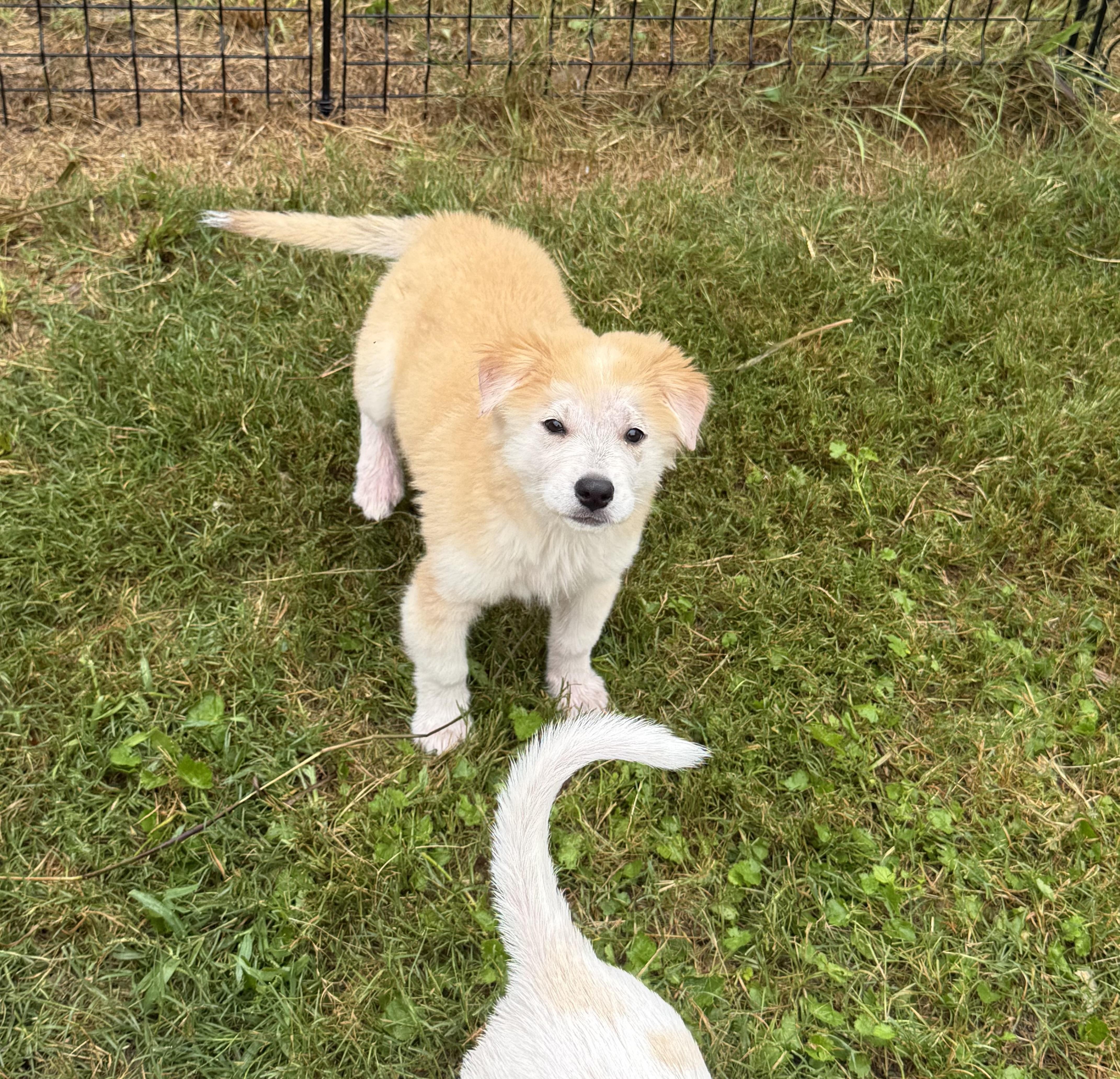 Enlarge Tizzy, an adopted mixed breed in Pflugerville, TX image 6/6