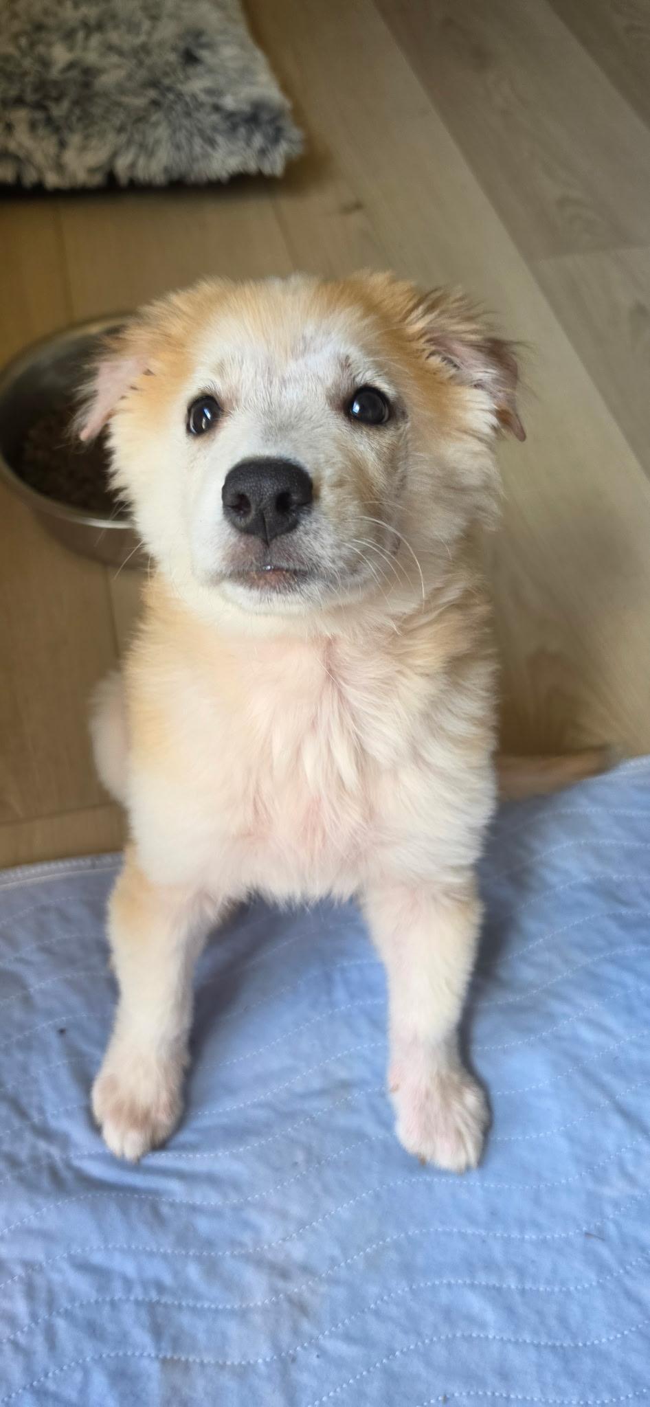 Tizzy, adopted, Puppy Female Labrador Retriever & Great Pyrenees.