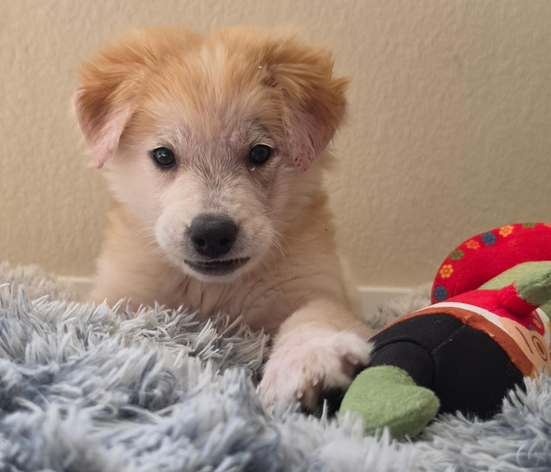 Enlarge Tizzy, an adopted mixed breed in Pflugerville, TX image 4/6