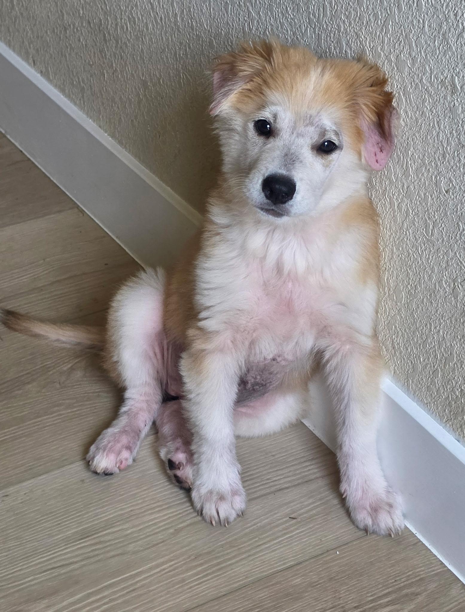 Enlarge Tizzy, an adopted mixed breed in Pflugerville, TX image 2/6