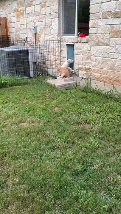 Enlarge Tizzy, an adopted mixed breed in Pflugerville, TX video 3/6
