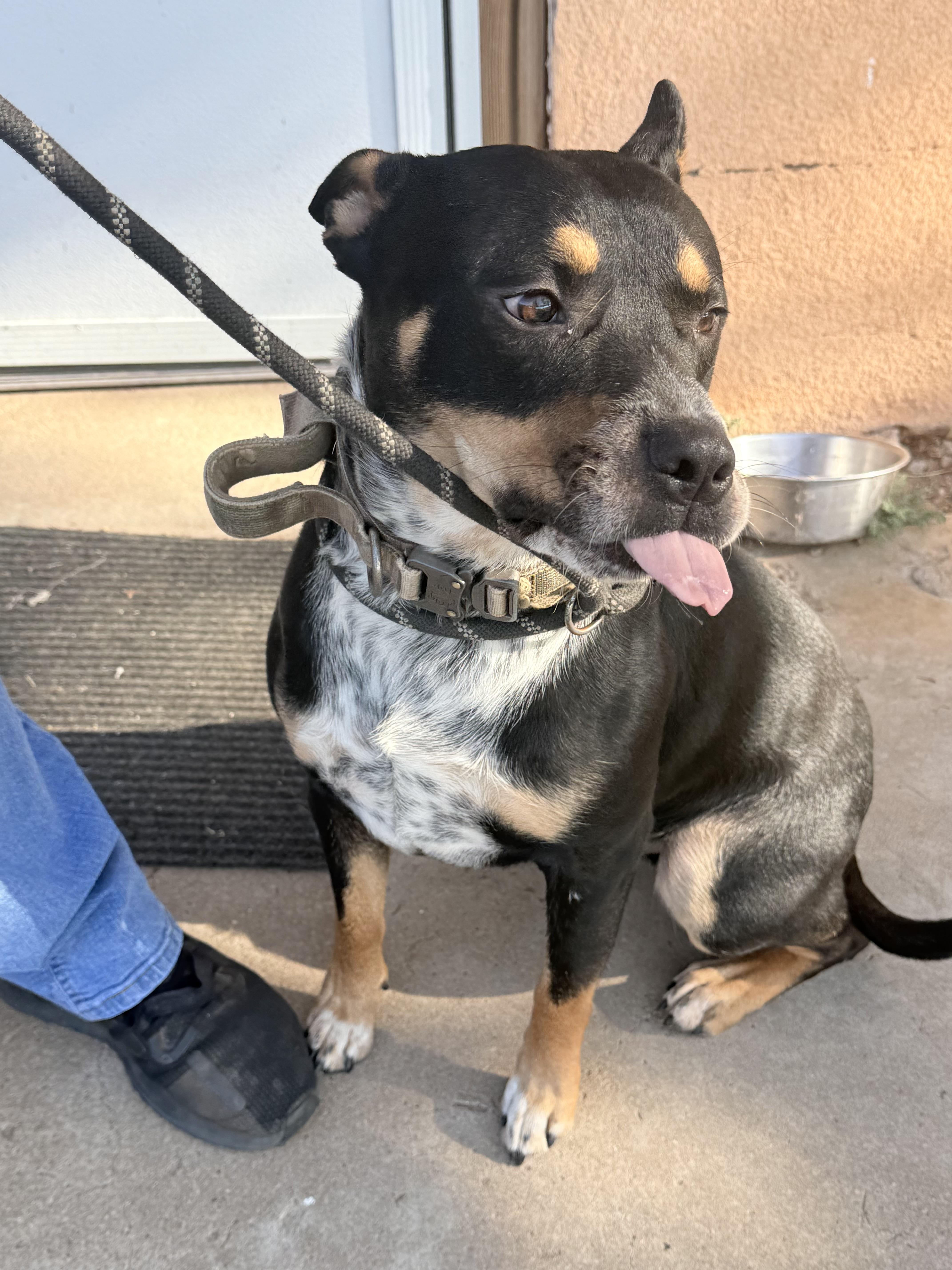 Enlarge Hero, a Adoptable mixed breed in Waco, TX image 2/6