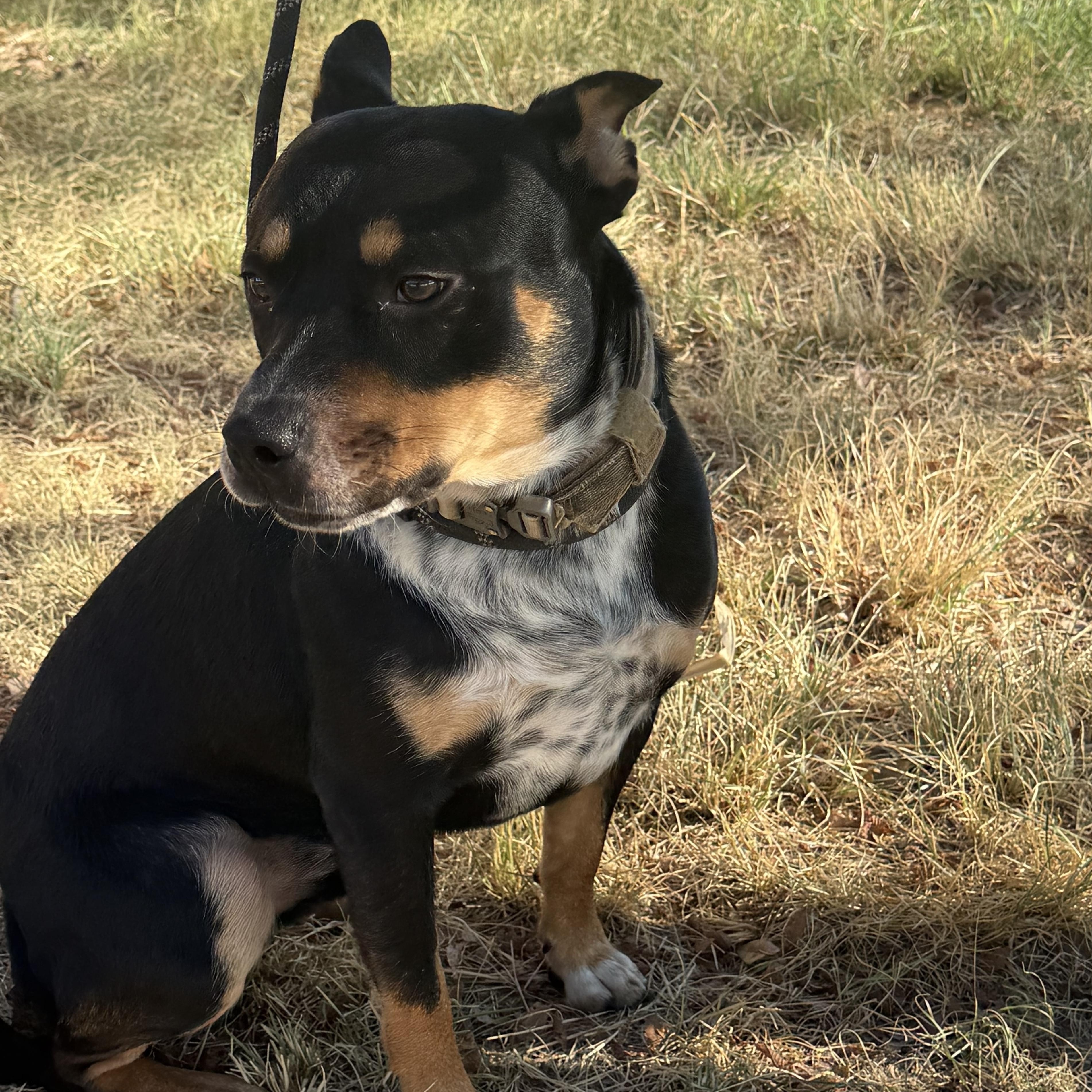 Enlarge Hero, a Adoptable mixed breed in Waco, TX image 5/6