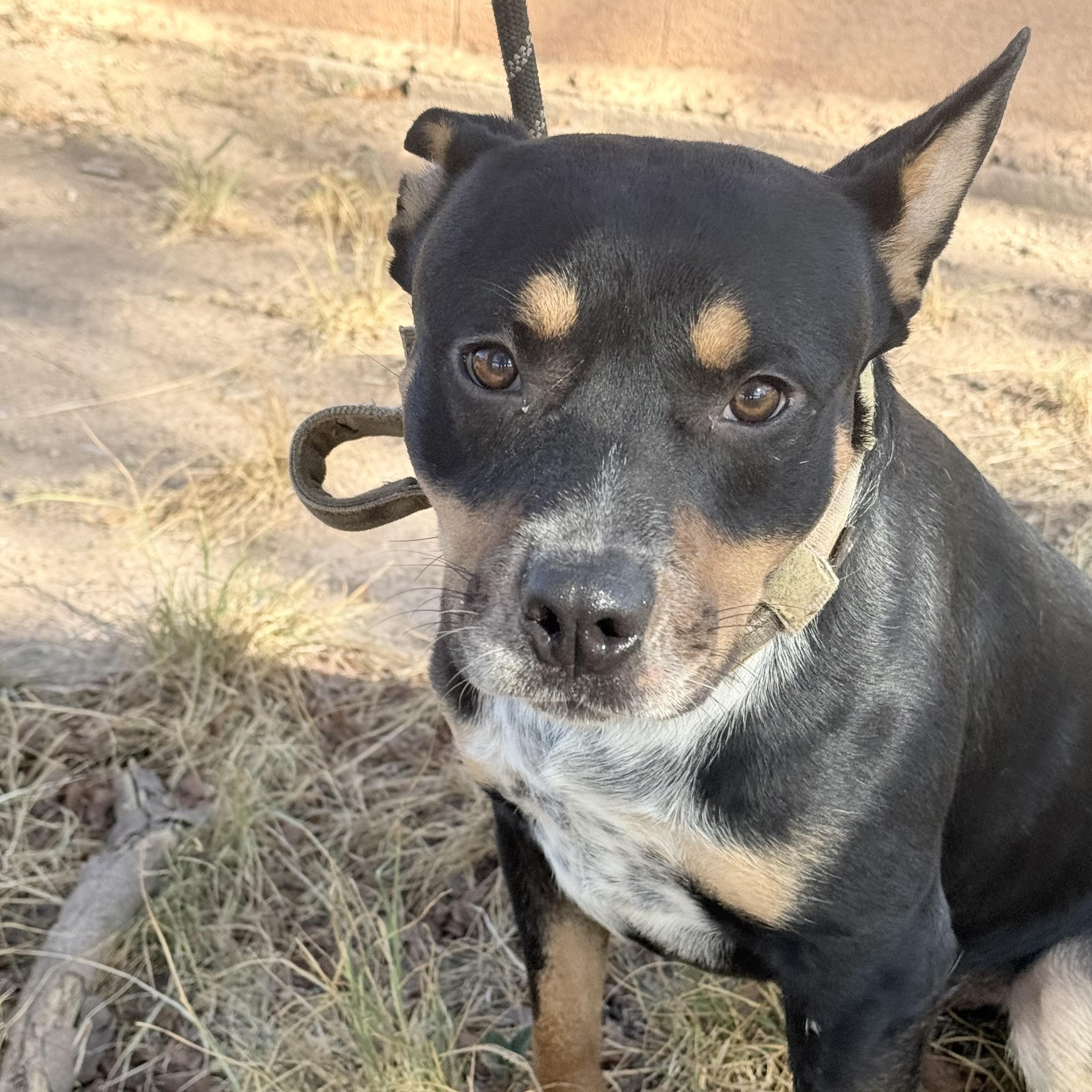 Enlarge Hero, a Adoptable mixed breed in Waco, TX image 3/6