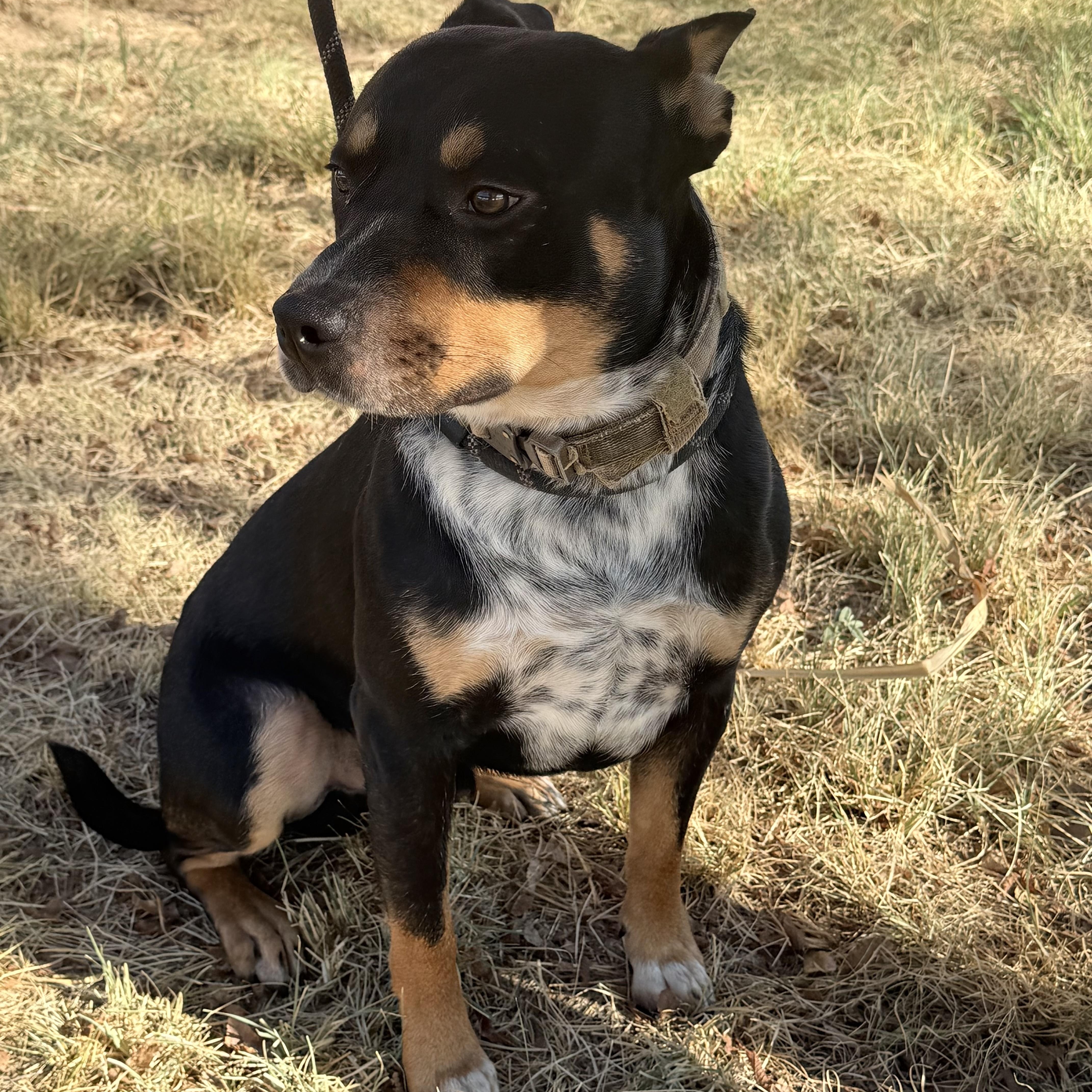 Enlarge Hero, a Adoptable mixed breed in Waco, TX image 6/6