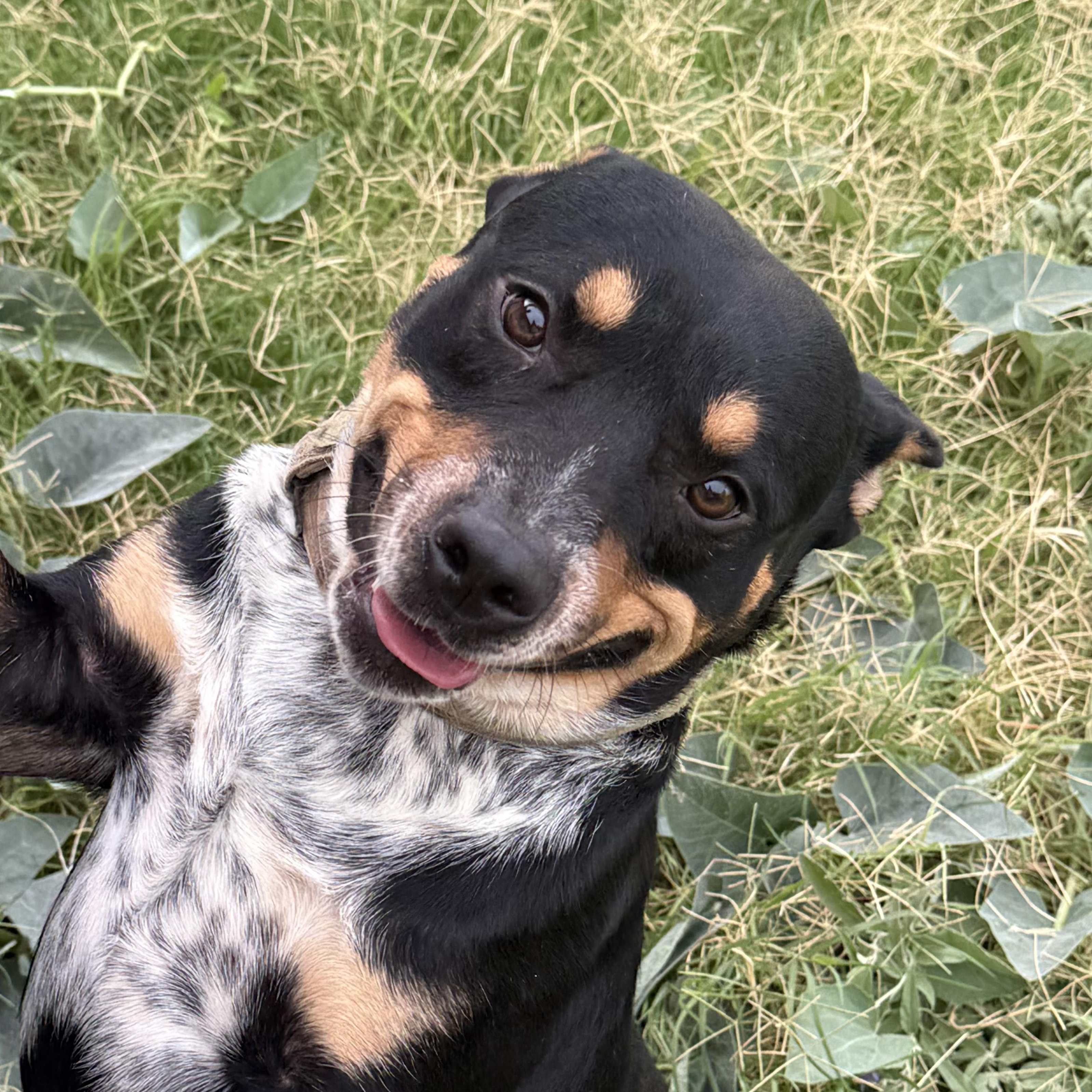 Enlarge Hero, a Adoptable mixed breed in Waco, TX image 1/6