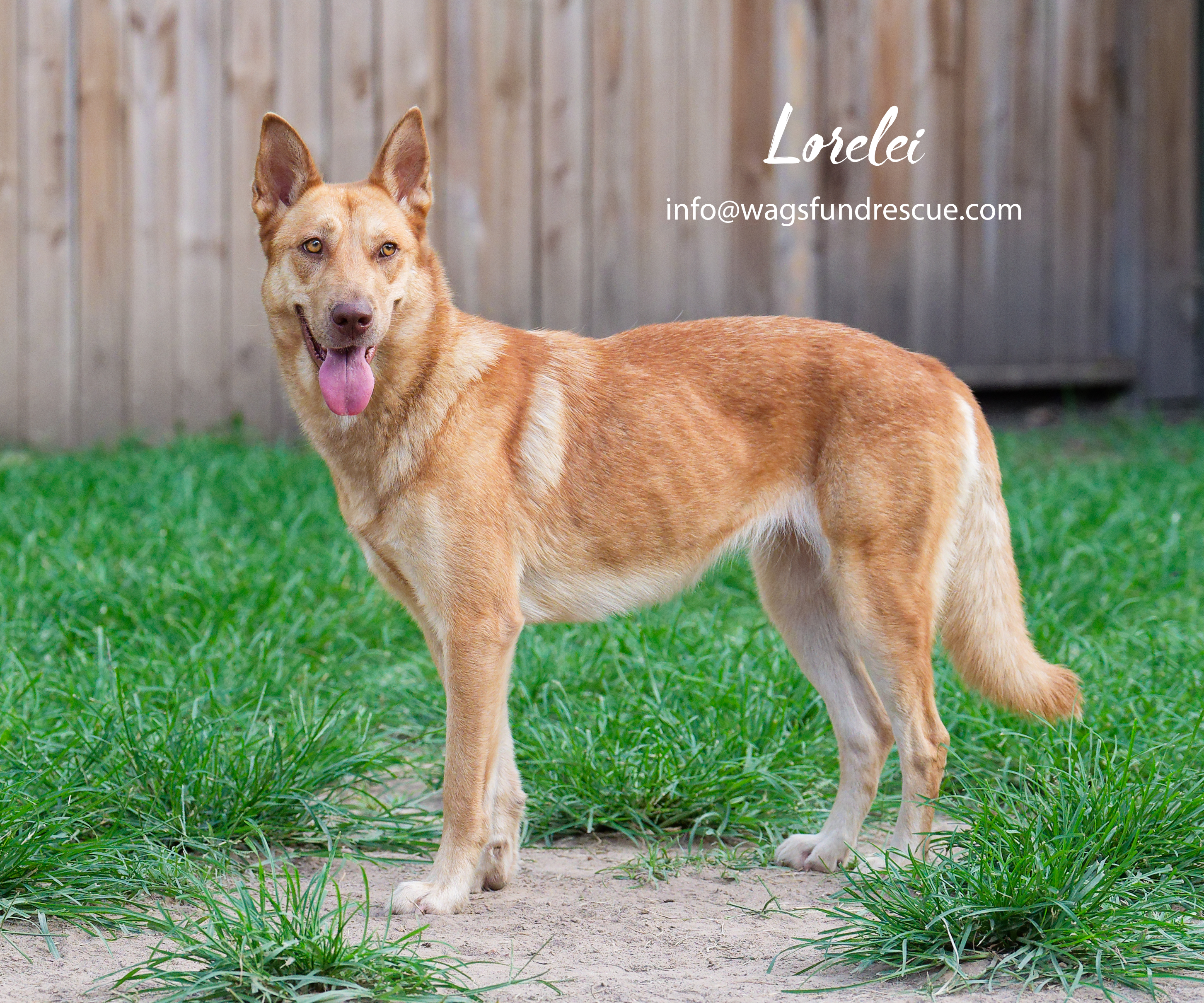 Lorelei, a Adoptable mixed breed in Houston, TX image 3/4