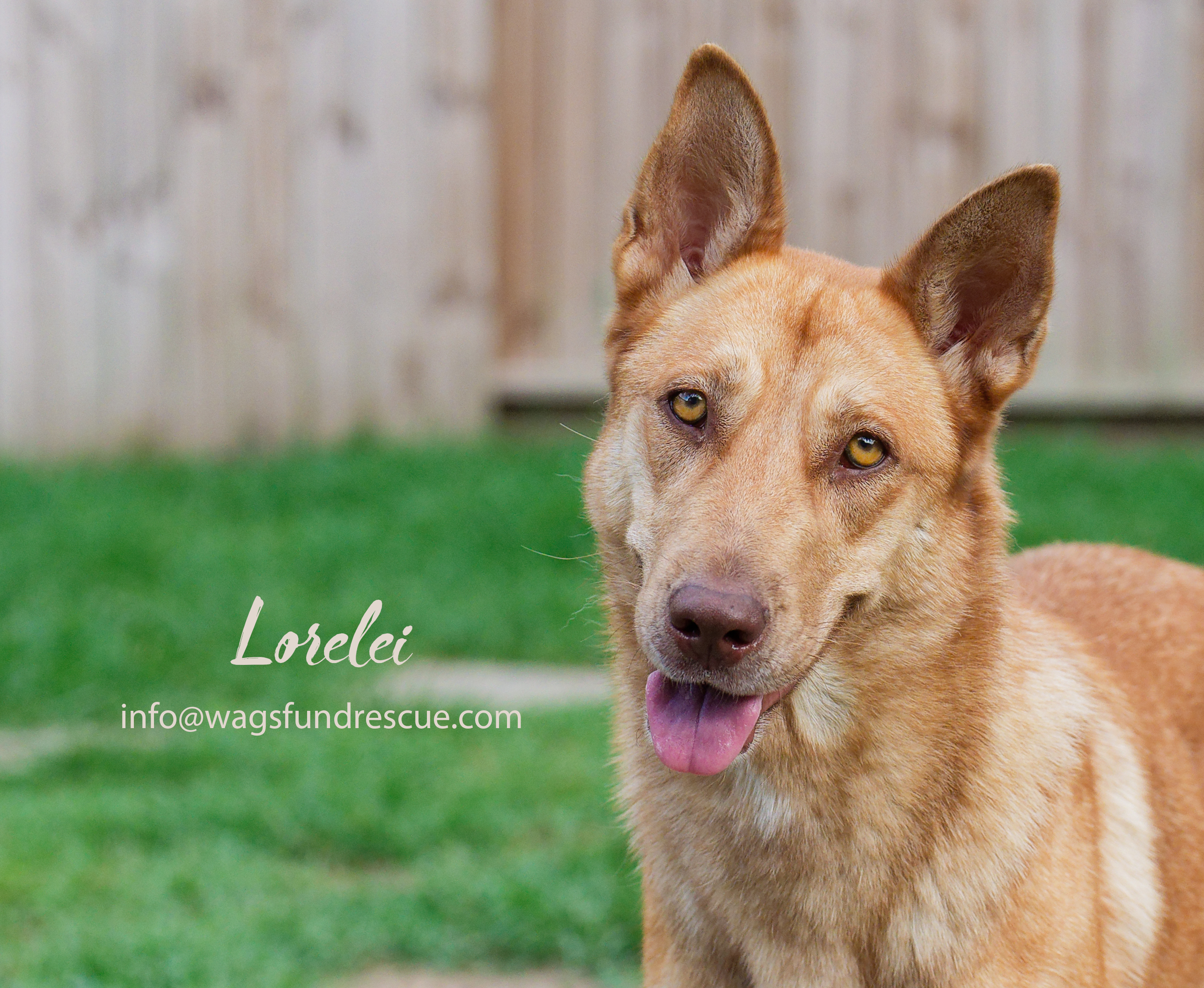 Lorelei, a Adoptable mixed breed in Houston, TX image 2/4