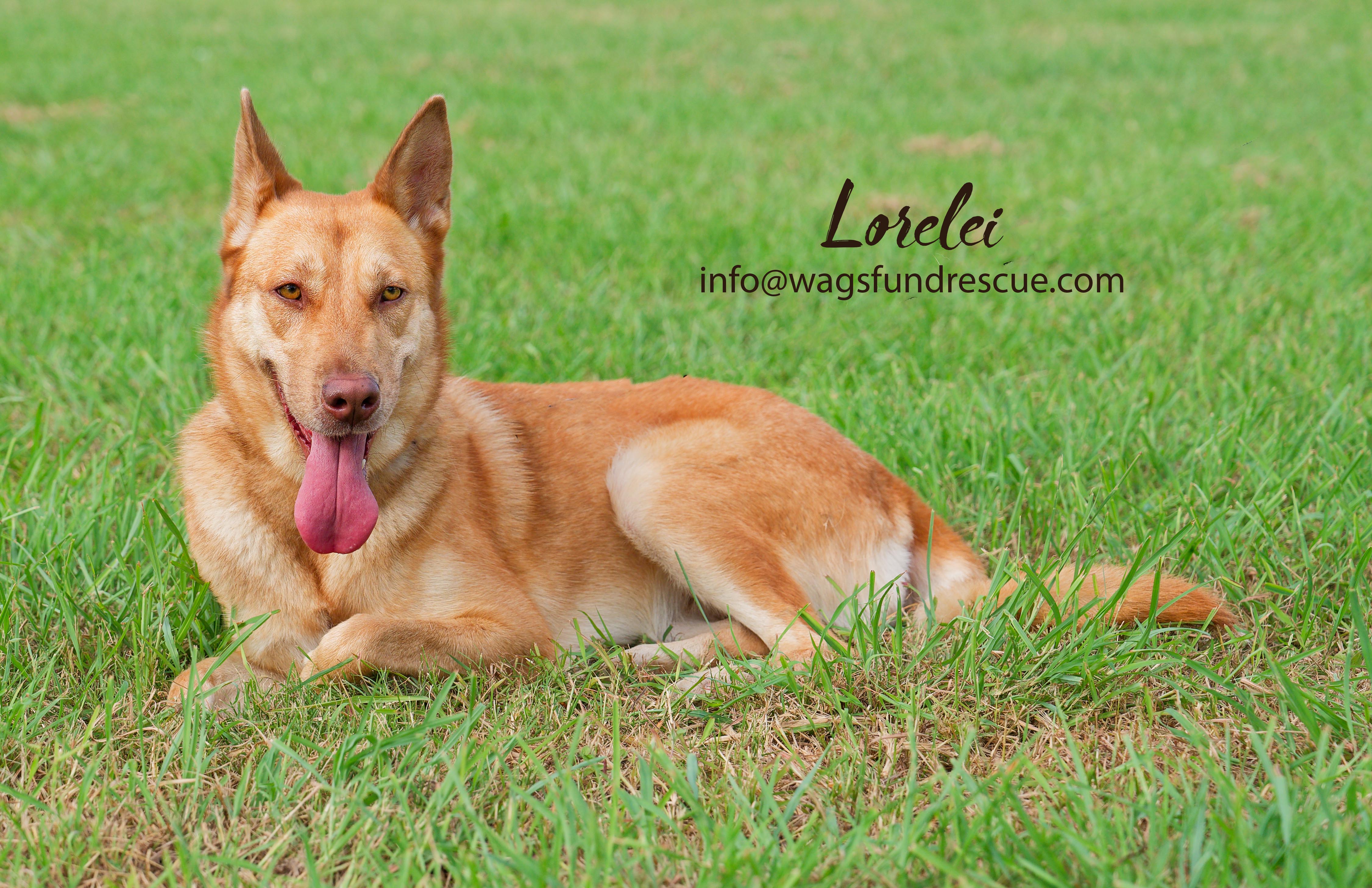 Lorelei, Adult Female Shepherd