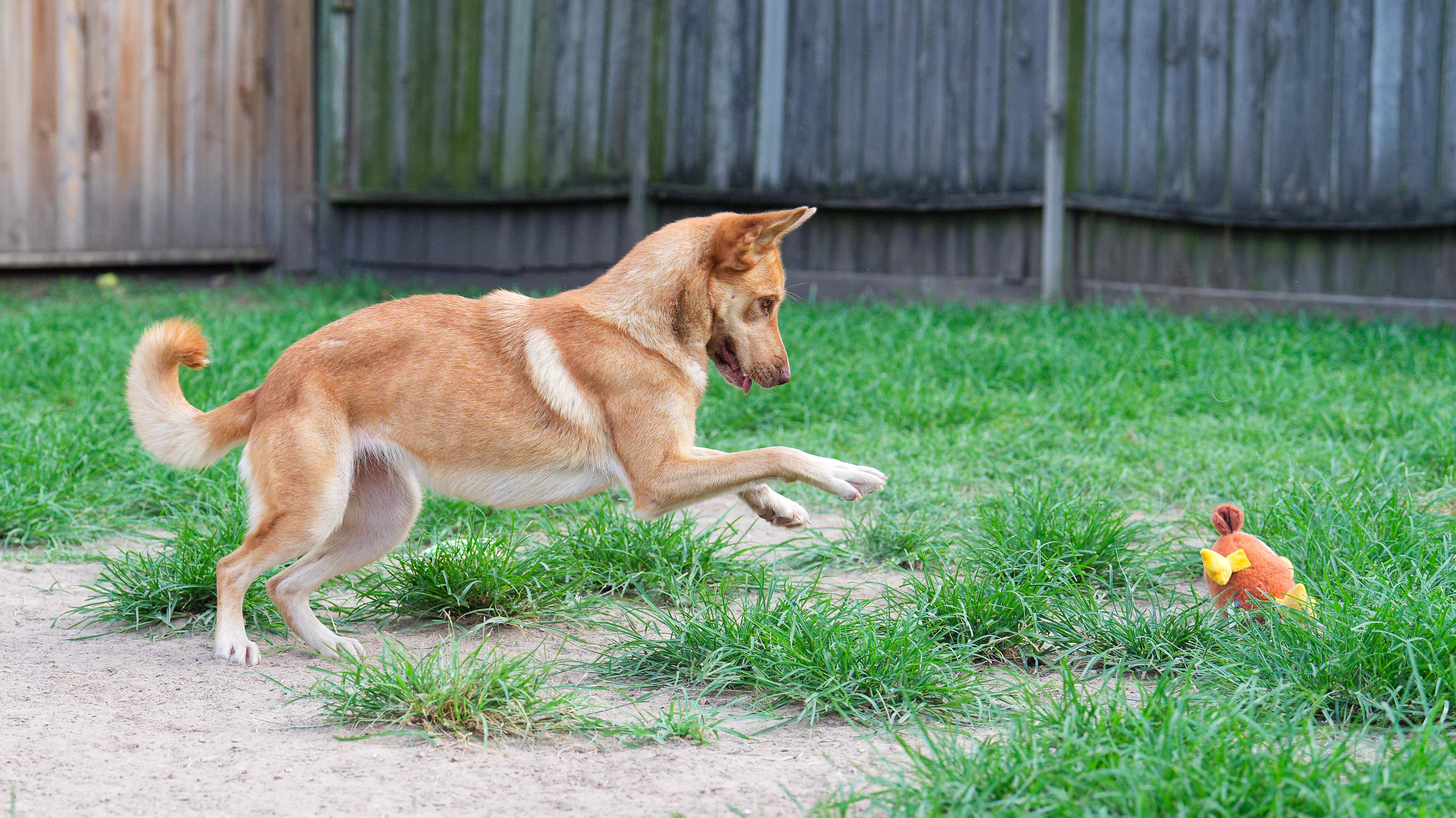 Lorelei, a Adoptable mixed breed in Houston, TX image 4/4