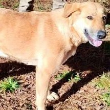 Enlarge Lady, a Adoptable mixed breed in Chelmsford, MA image 3/5