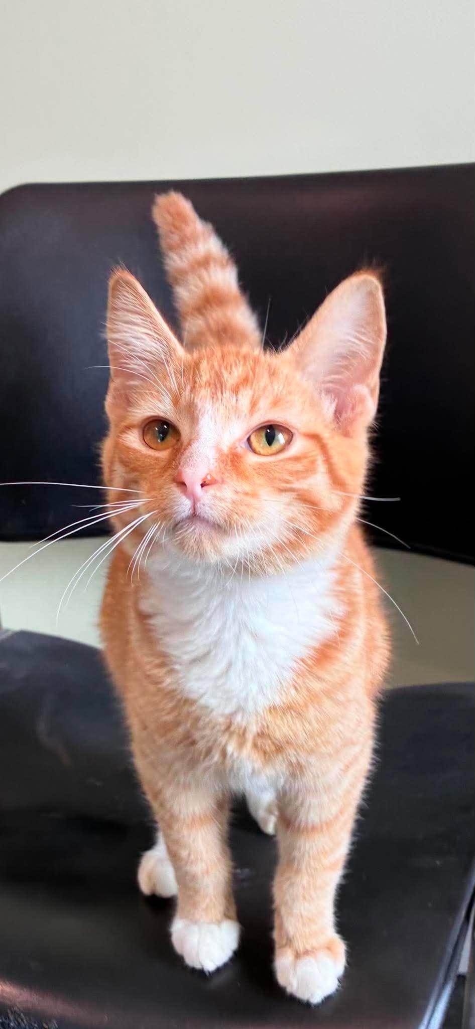 Dewey, ADOPTABLE, Kitten Male Tabby.