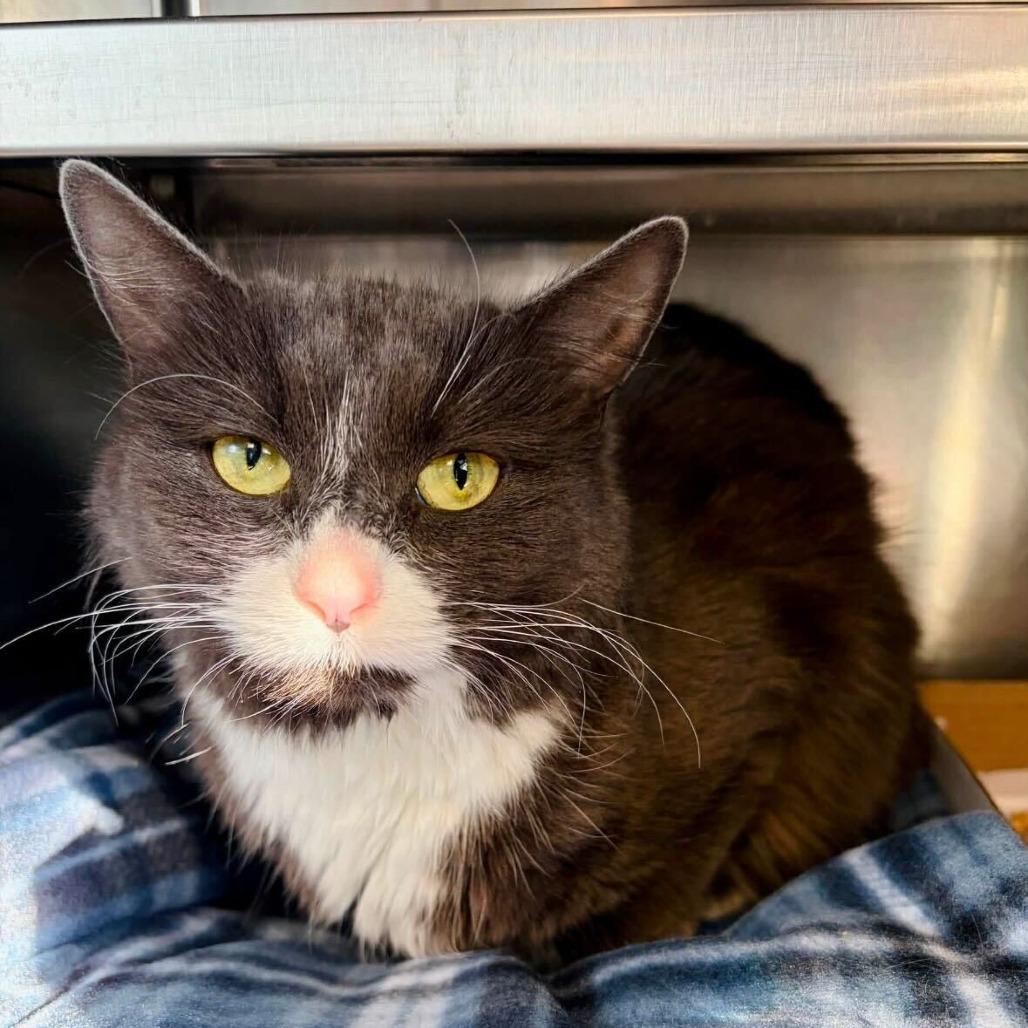 Breakfast Burrito, Adoptable, Adult Female Domestic Long Hair.