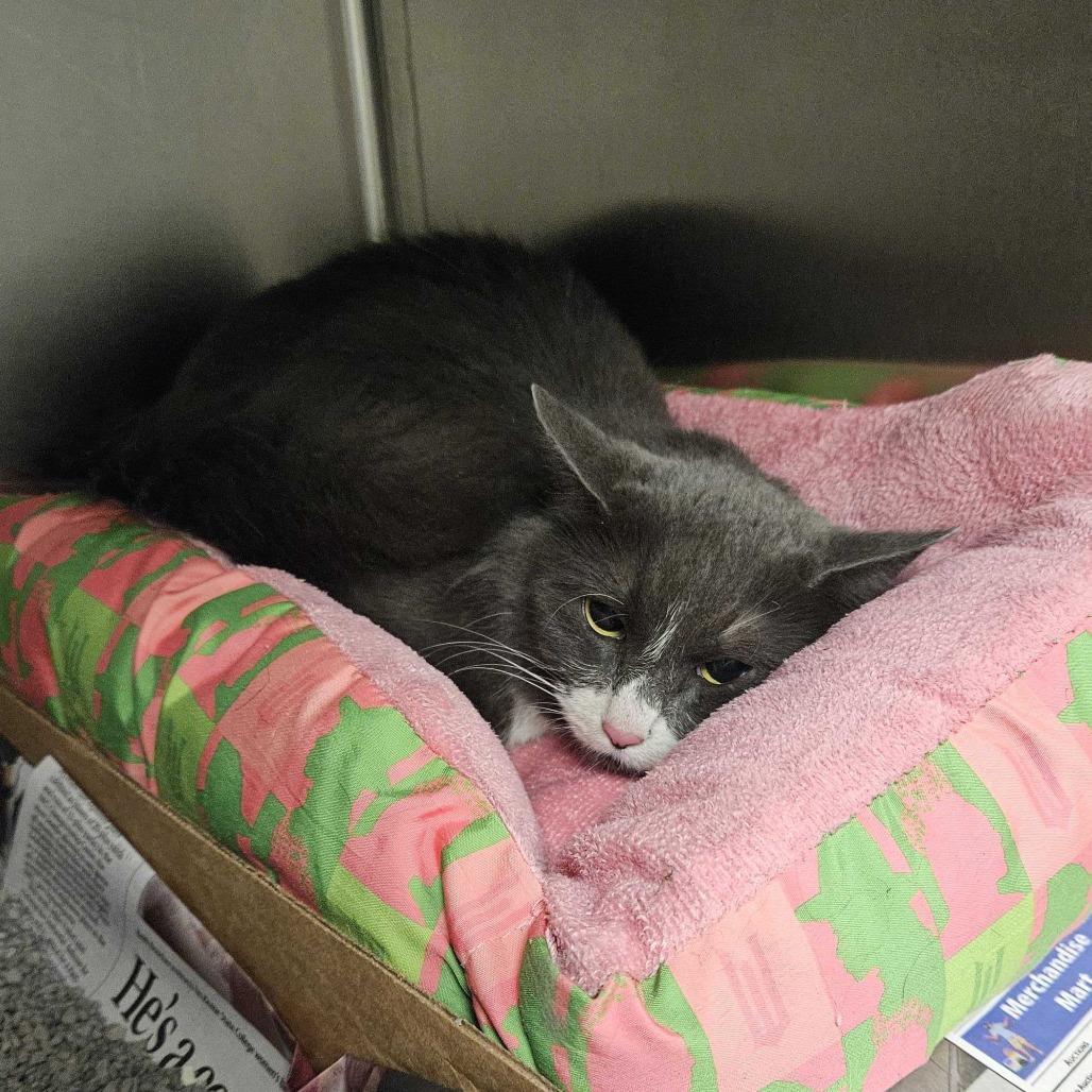 Enlarge Breakfast Burrito, a Adoptable Domestic Long Hair in Concord, NH image 2/2