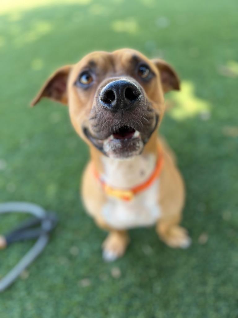 Enlarge Simba, a Adoptable mixed breed in Chico, CA image 1/3
