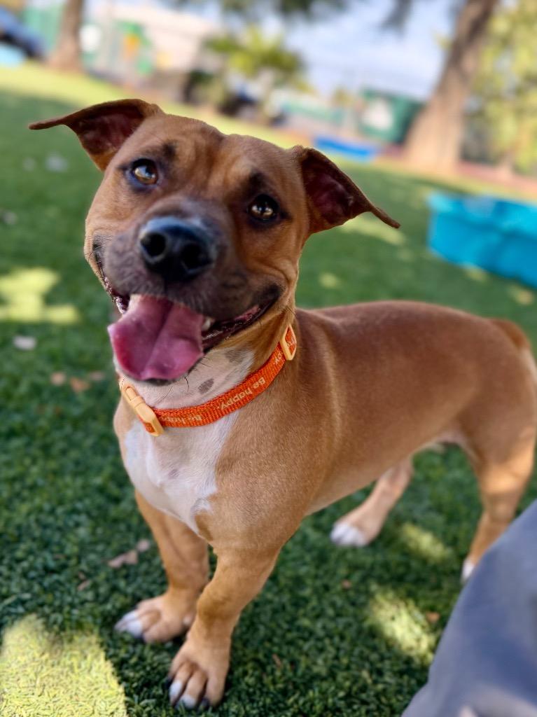 Enlarge Simba, a Adoptable mixed breed in Chico, CA image 2/3