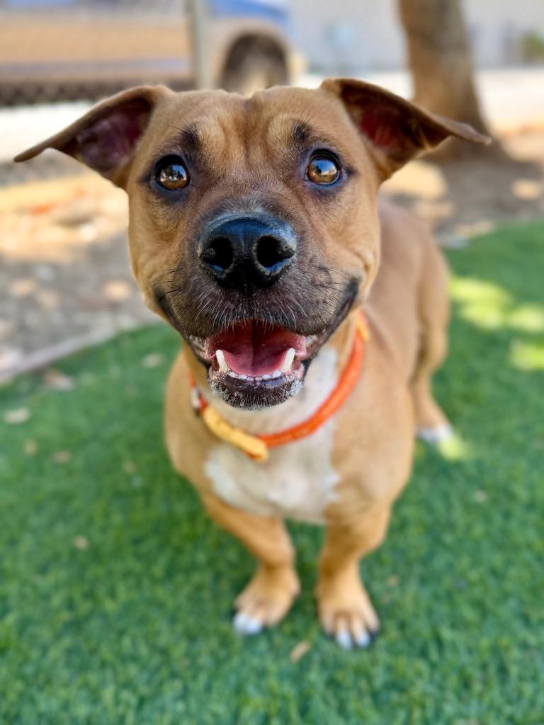 Enlarge Simba, a Adoptable mixed breed in Chico, CA image 3/3