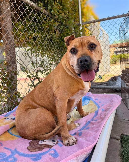 JESSIE, Adoptable, Adult Female Staffordshire Bull Terrier.