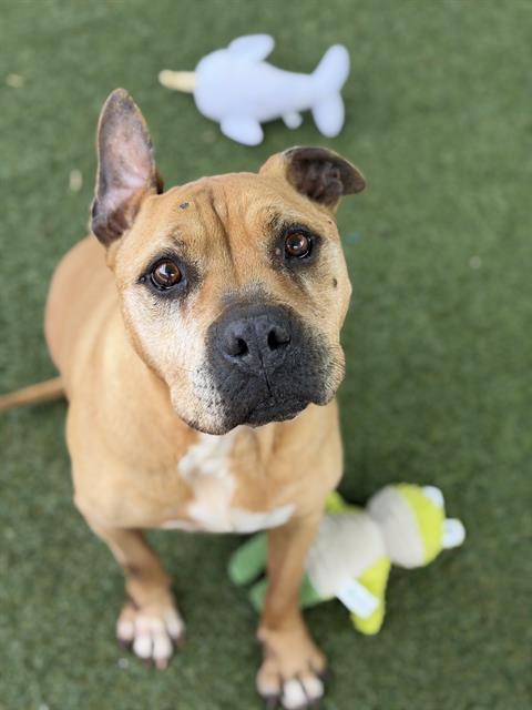 JESSIE, Adoptable, Adult Female Staffordshire Bull Terrier.