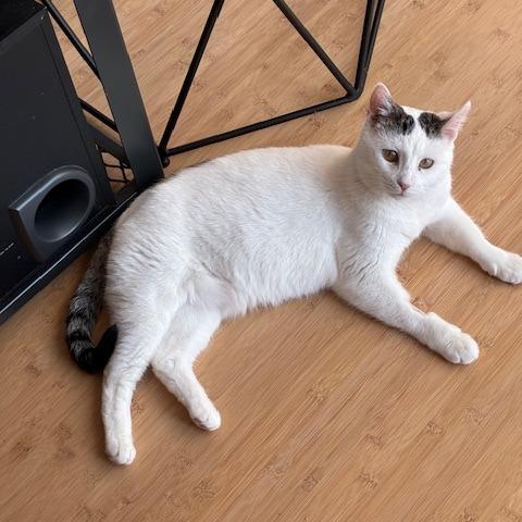 Jakarta, Adoptable, Adult Female Domestic Short Hair.