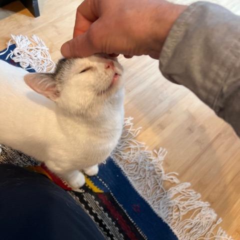 Enlarge Jakarta, a Adoptable Domestic Short Hair in St. Paul, MN image 2/6