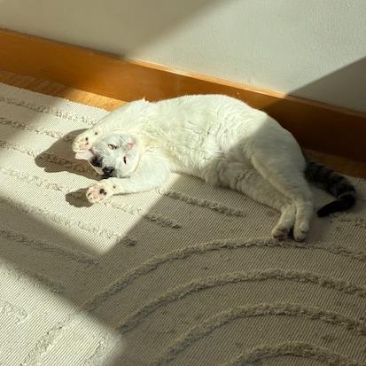 Enlarge Jakarta, a Adoptable Domestic Short Hair in St. Paul, MN image 3/6