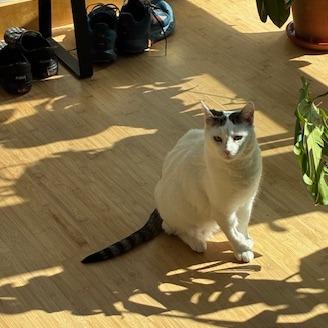 Enlarge Jakarta, a Adoptable Domestic Short Hair in St. Paul, MN image 4/6