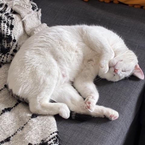 Enlarge Jakarta, a Adoptable Domestic Short Hair in St. Paul, MN image 5/6