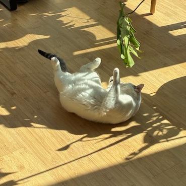 Enlarge Jakarta, a Adoptable Domestic Short Hair in St. Paul, MN image 6/6