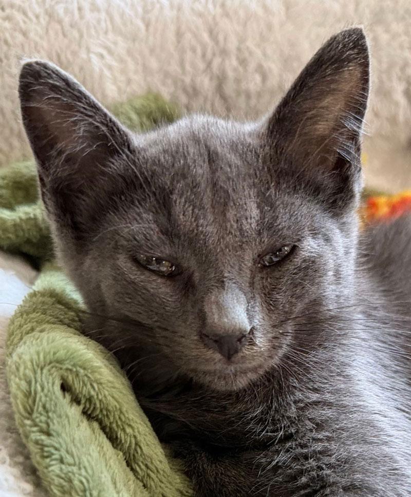 Micky, Adoptable, Young Male Chartreux.