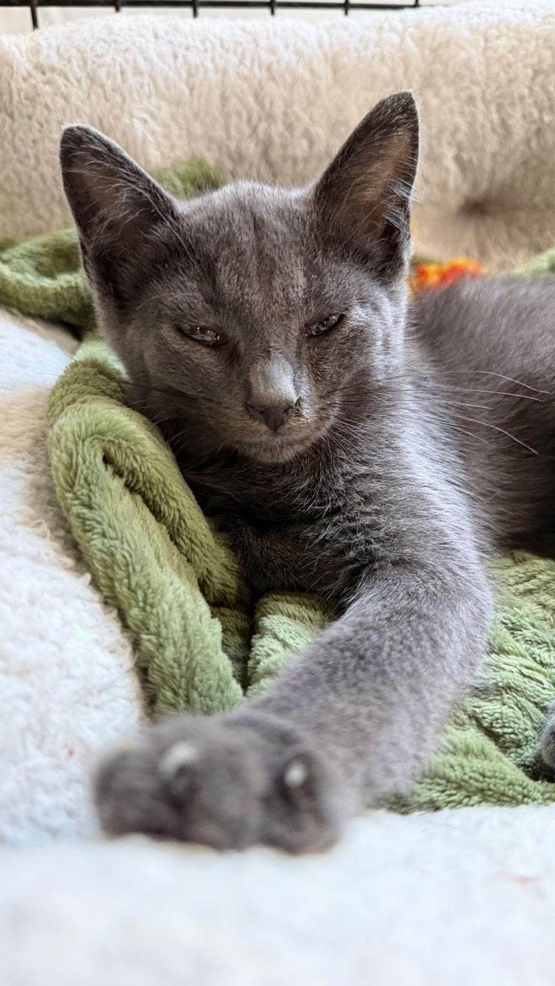Enlarge Micky, a Adoptable Chartreux in Horseshoe Bend, AR image 2/2