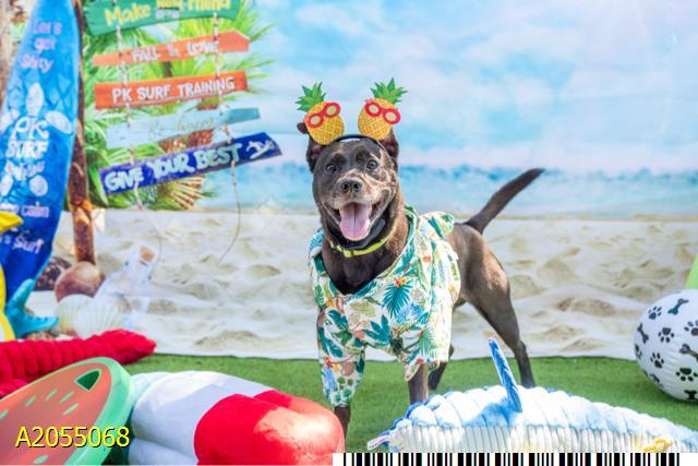 Enlarge TOBEY, a Adoptable Mixed Breed in West Palm Beach, FL image 1/1