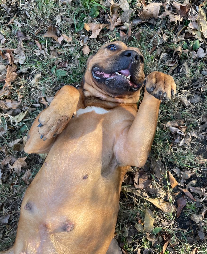 Enlarge Carmen, an adoptable mixed breed in Heber Springs, AR image 3/6