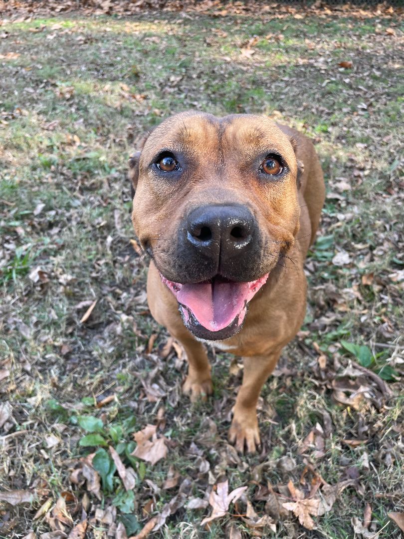 Enlarge Carmen, an adoptable mixed breed in Heber Springs, AR image 4/6