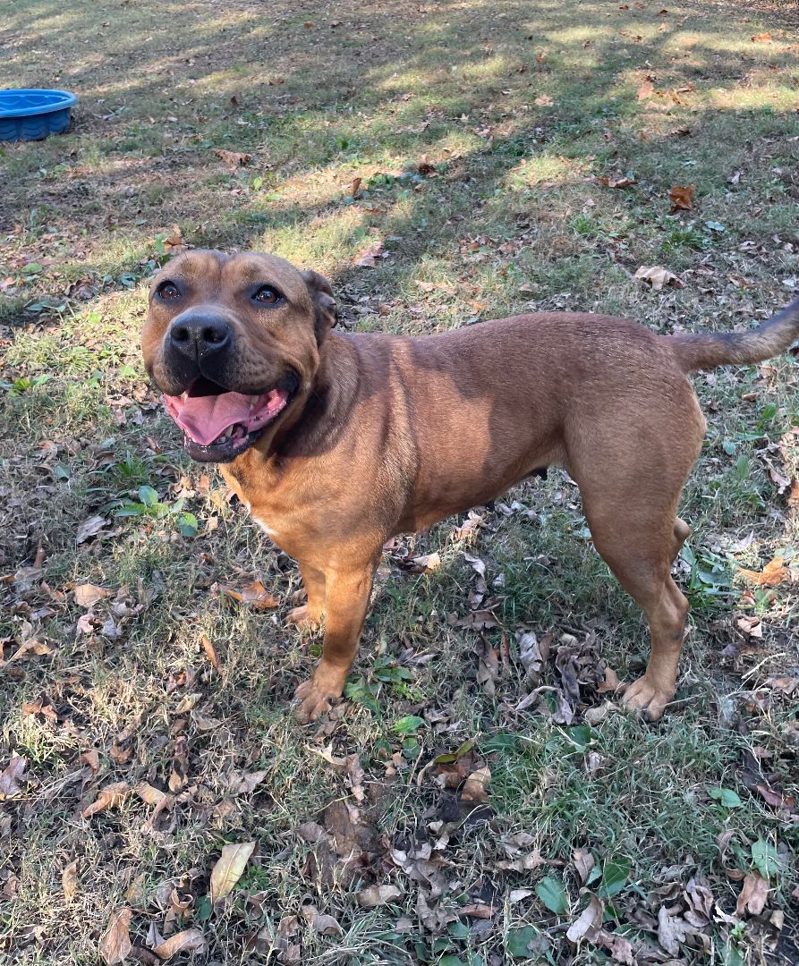 Enlarge Carmen, an adoptable mixed breed in Heber Springs, AR image 5/6