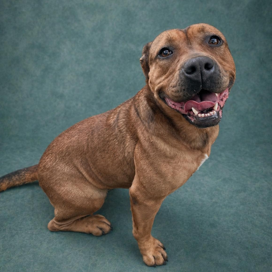 Enlarge Carmen, an adoptable mixed breed in Heber Springs, AR image 1/6
