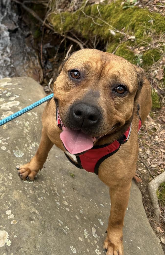 Enlarge Carmen, an adoptable mixed breed in Heber Springs, AR image 2/6