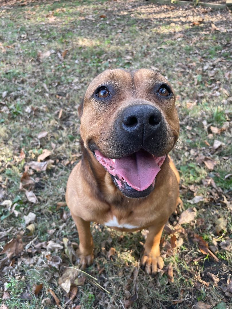 Enlarge Carmen, an adoptable mixed breed in Heber Springs, AR image 6/6