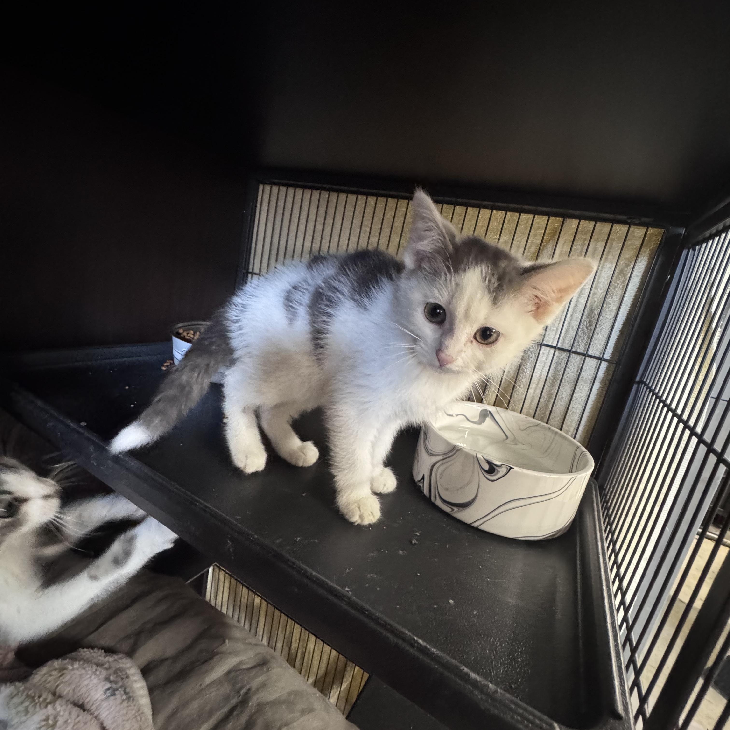 Porter, an adopted American Shorthair in Midland, MI image 3/3