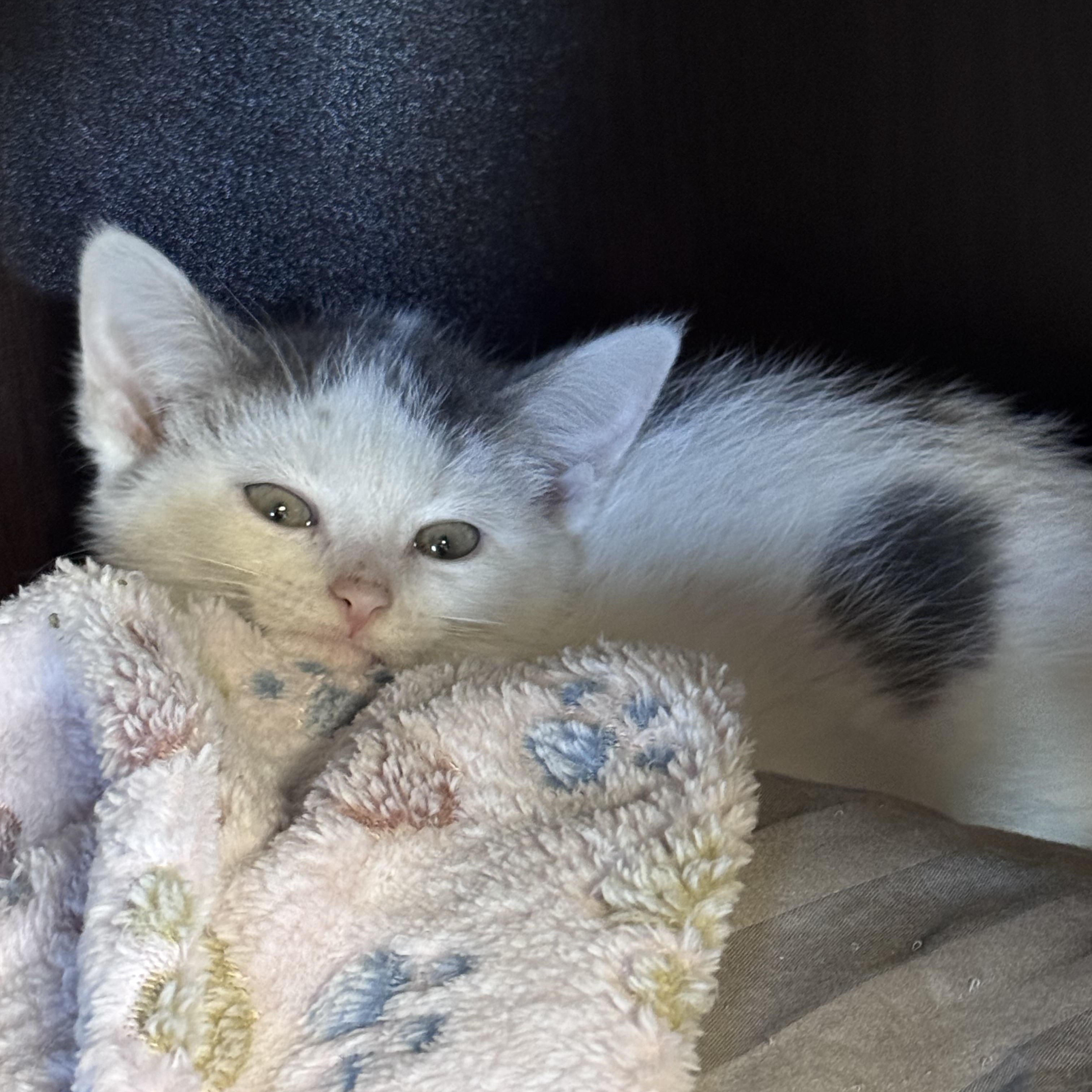 Porter, adopted, Young Male American Shorthair.
