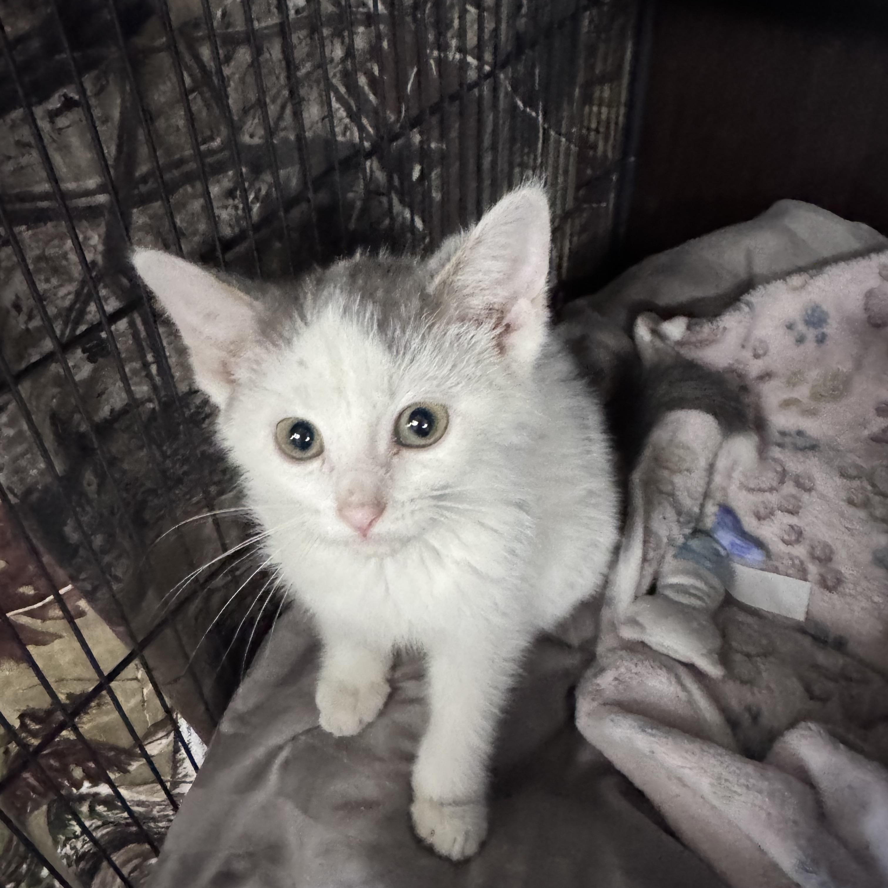 Porter, an adopted American Shorthair in Midland, MI image 2/3