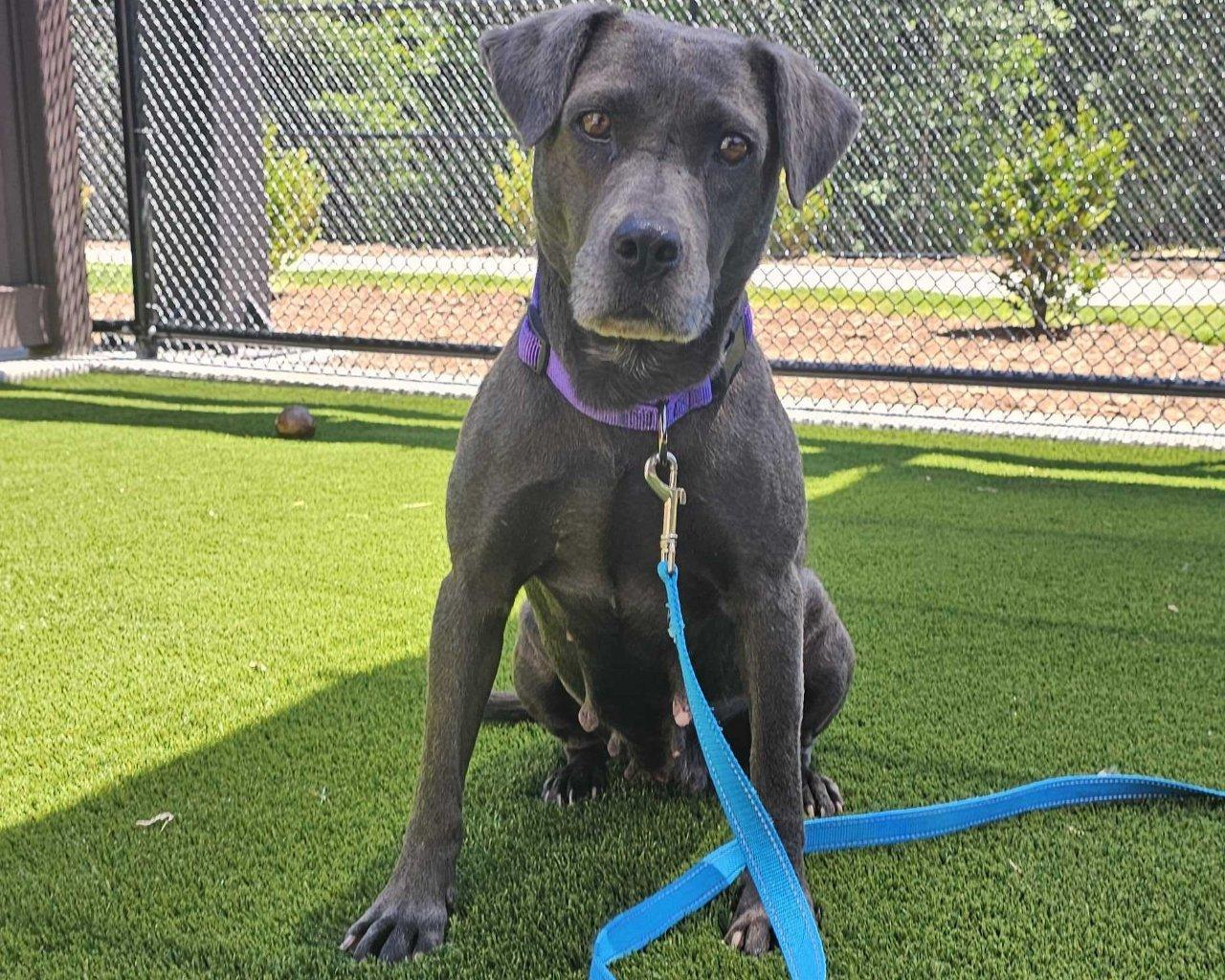 Ramona, a Adoptable Mixed Breed in Raleigh, NC image 1/2