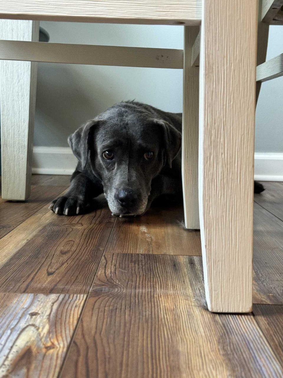 Ramona, a Adoptable Mixed Breed in Raleigh, NC image 2/2
