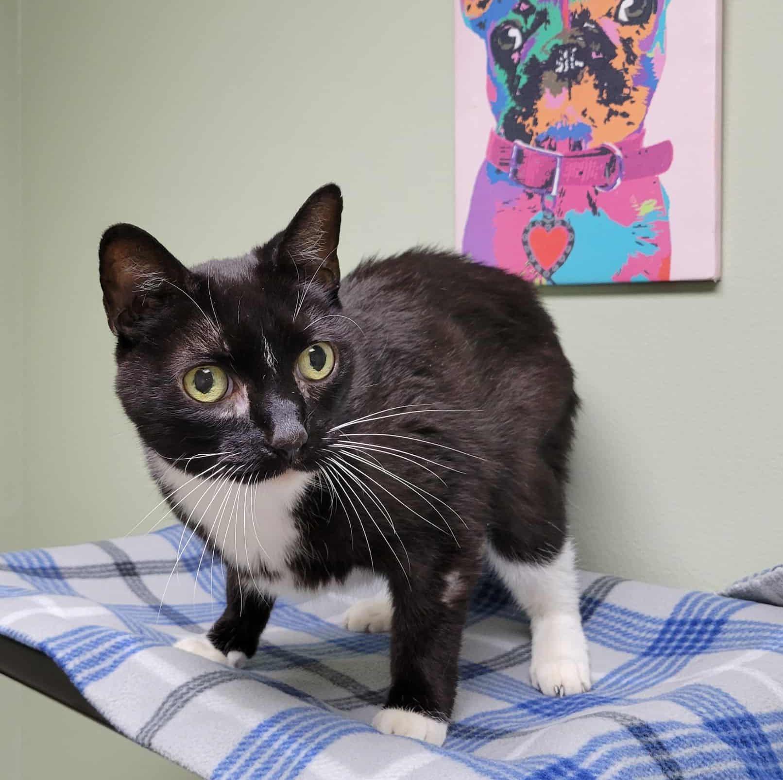 Zeppelin, a Adoptable mixed breed in Portage, WI image 3/3