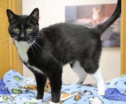 Zeppelin, a Adoptable mixed breed in Portage, WI image 1/3